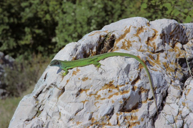 greenlizard.jpg